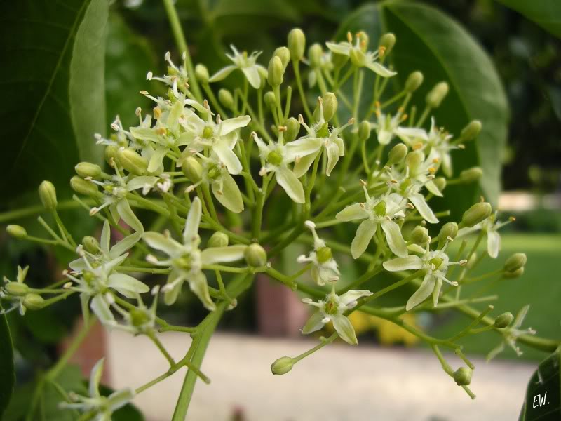 Изображение особи Ptelea trifoliata.