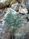 Paragymnopteris marantae. Растение в расщелине между камней. Южный Берег Крыма, С-В склон горы Аю-Даг. 4 ноября 2009 г.