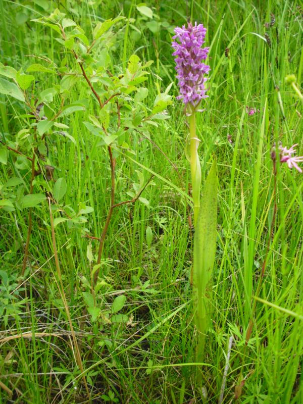 Image of Dactylorhiza incarnata specimen.