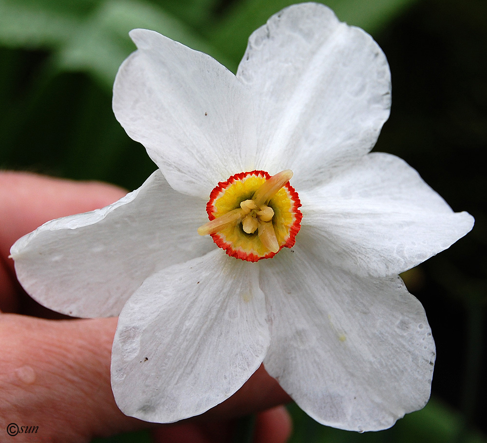 Image of Narcissus poeticus specimen.