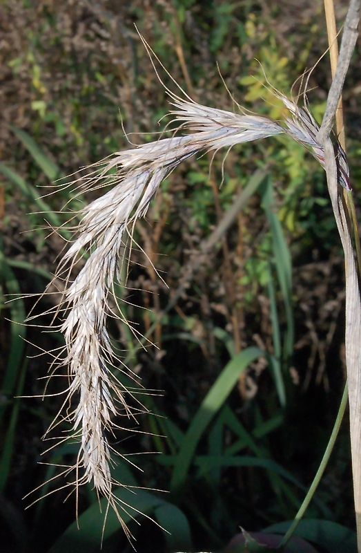 Image of Elymus sibiricus specimen.