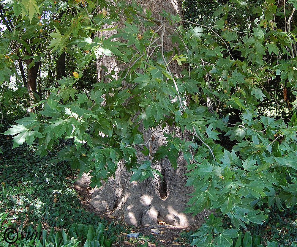 Image of Platanus orientalis specimen.