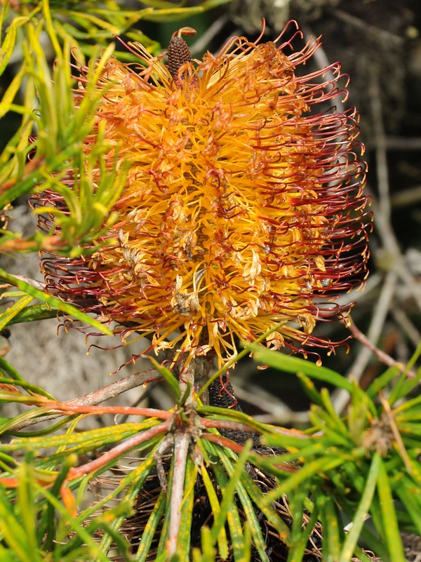 Изображение особи Banksia spinulosa.