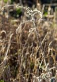 Echium angustifolium. Верхушка генеративного побега с опавшими плодами. Греция, Эгейское море, о. Парос, окр. г. Дриос; обочина грунтовой дороги. 09.01.2016.