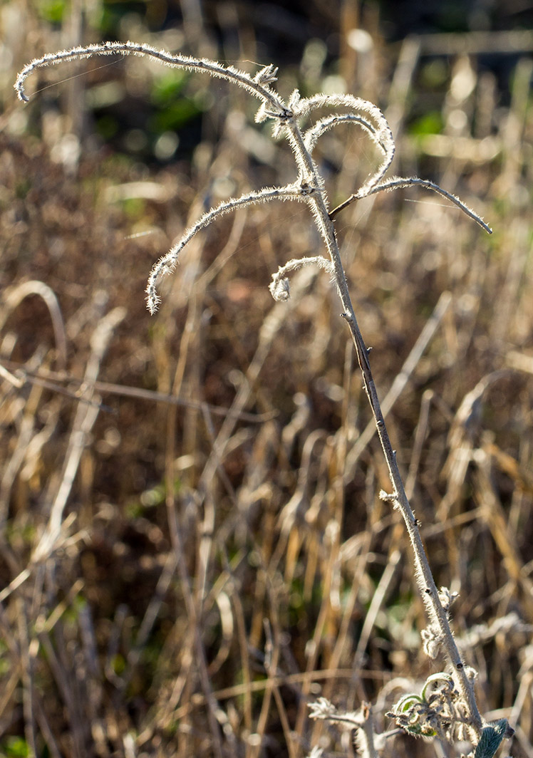 Image of Echium angustifolium specimen.