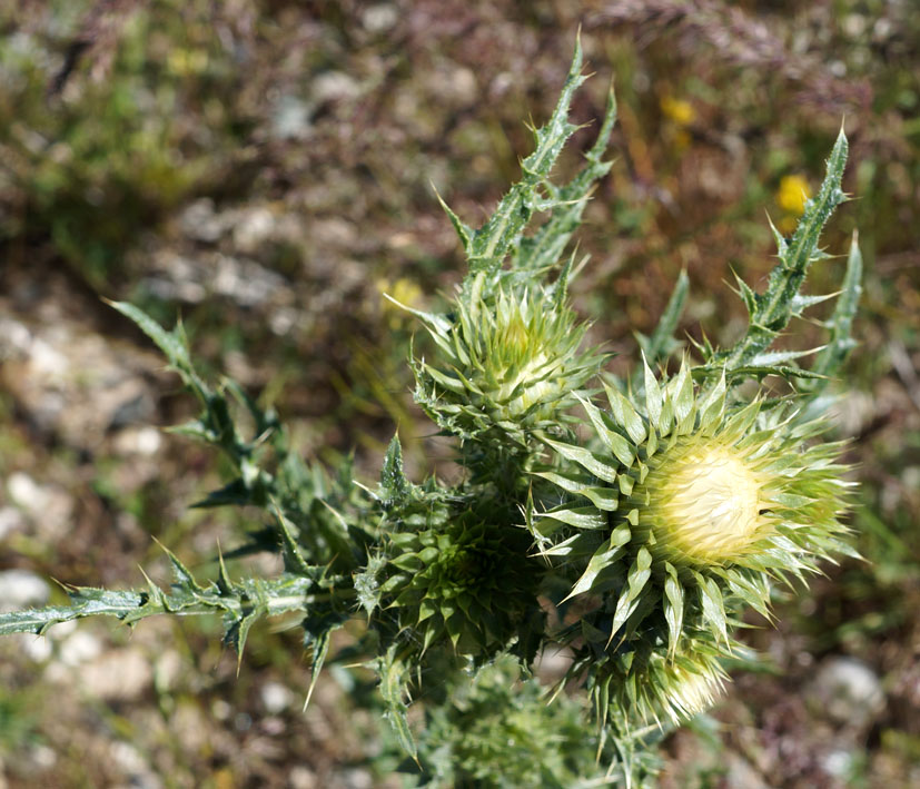 Image of Carduus nutans specimen.