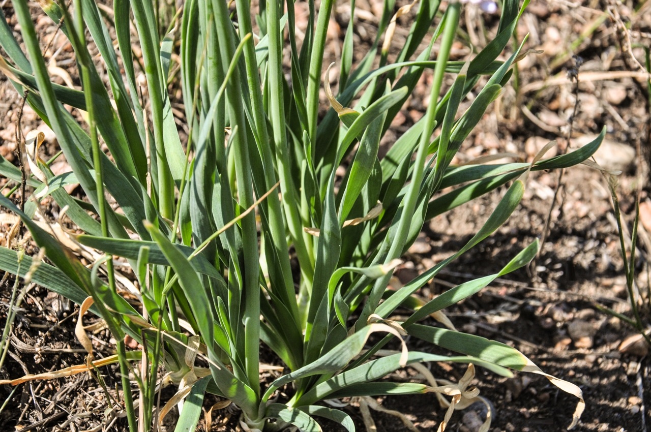 Image of Allium senescens specimen.