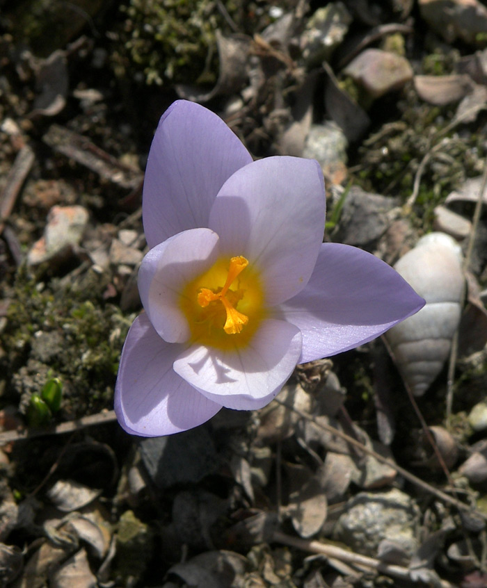 Image of Crocus sieberi ssp. atticus specimen.