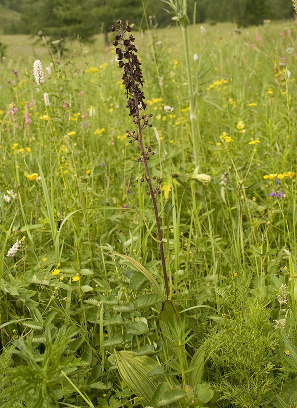 Изображение особи Veratrum nigrum.