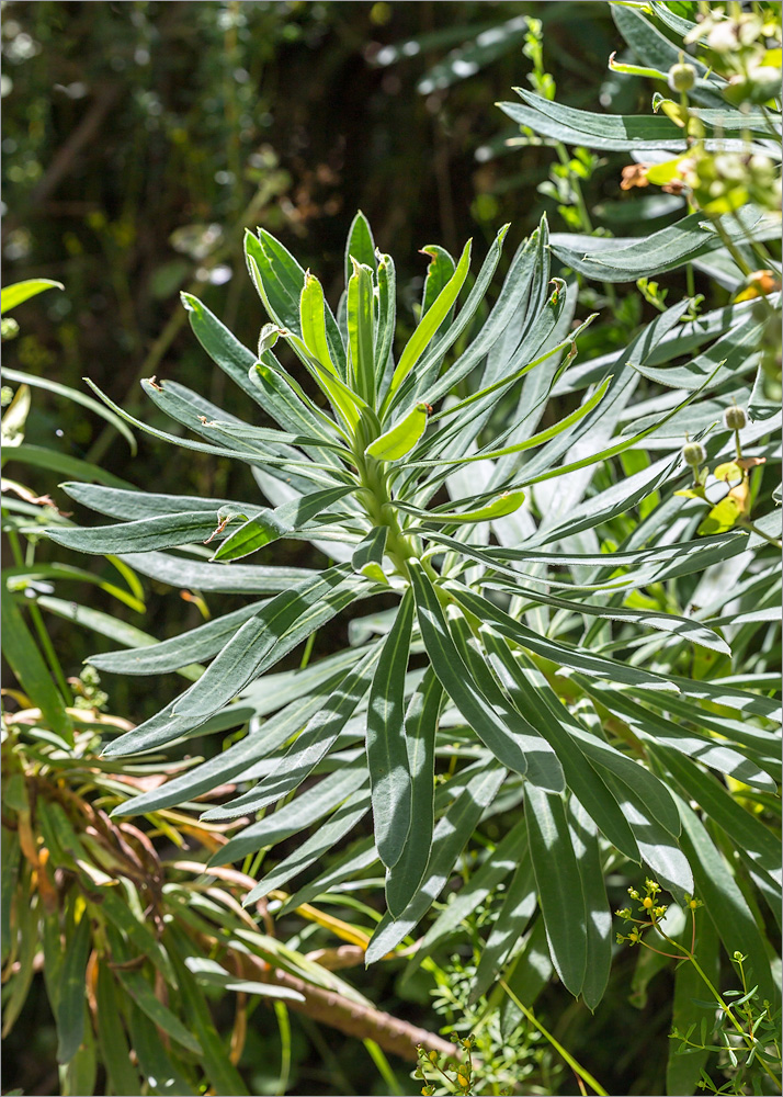 Image of Euphorbia characias specimen.