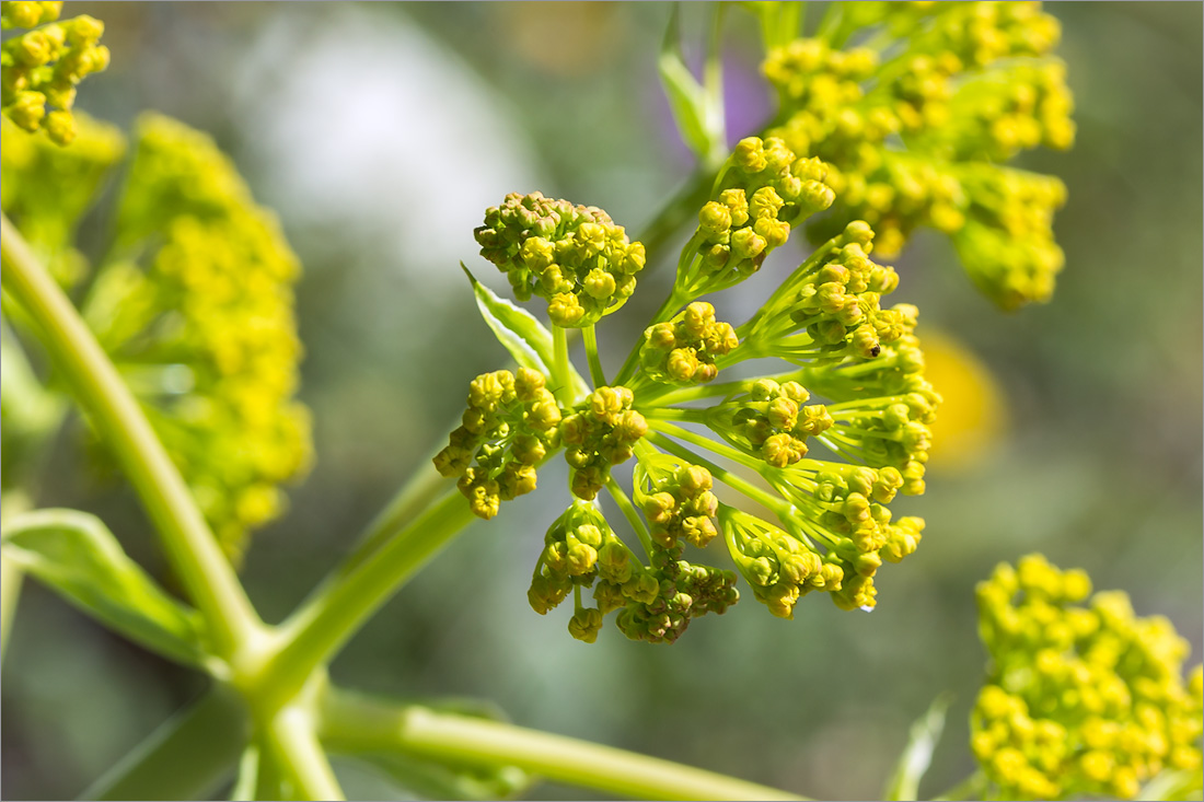 Изображение особи Ferula communis.