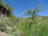 Astragalus scleropodius