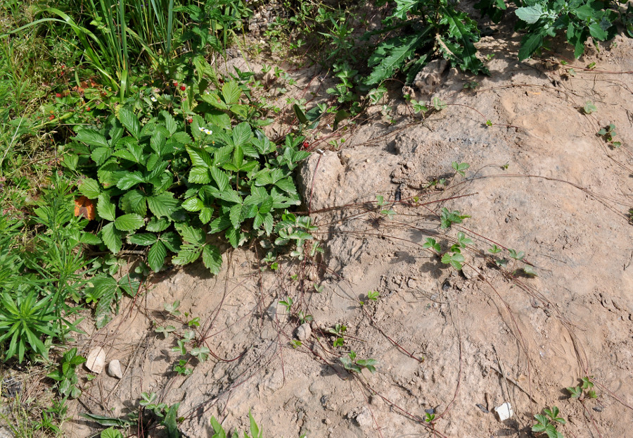 Image of Fragaria vesca specimen.