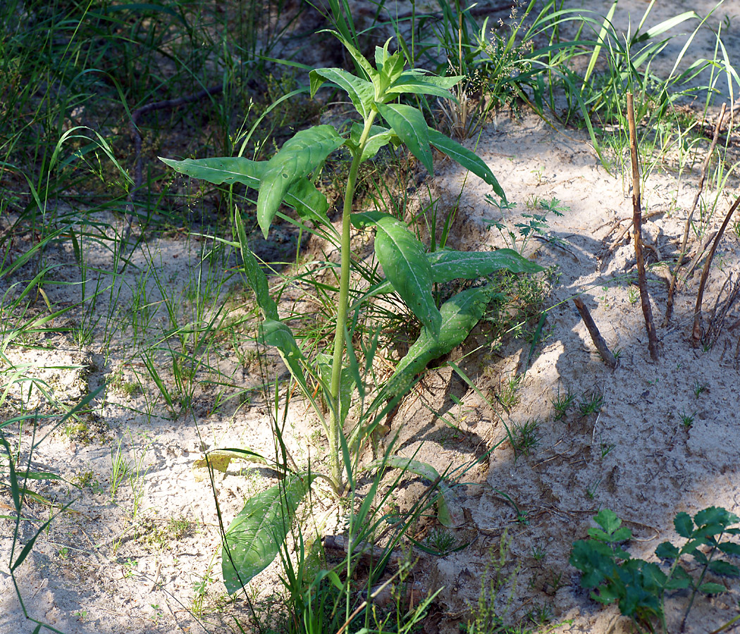 Image of Chamaenerion angustifolium specimen.