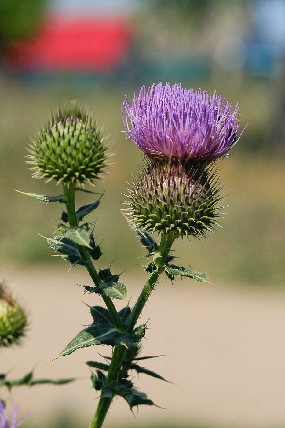 Изображение особи Cirsium serrulatum.