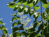 Aralia elata. Побег с соцветием. Приморье, окр. г. Находка, смешанный лес. 08.08.2016.