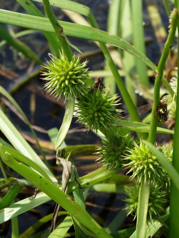 Image of Sparganium emersum specimen.