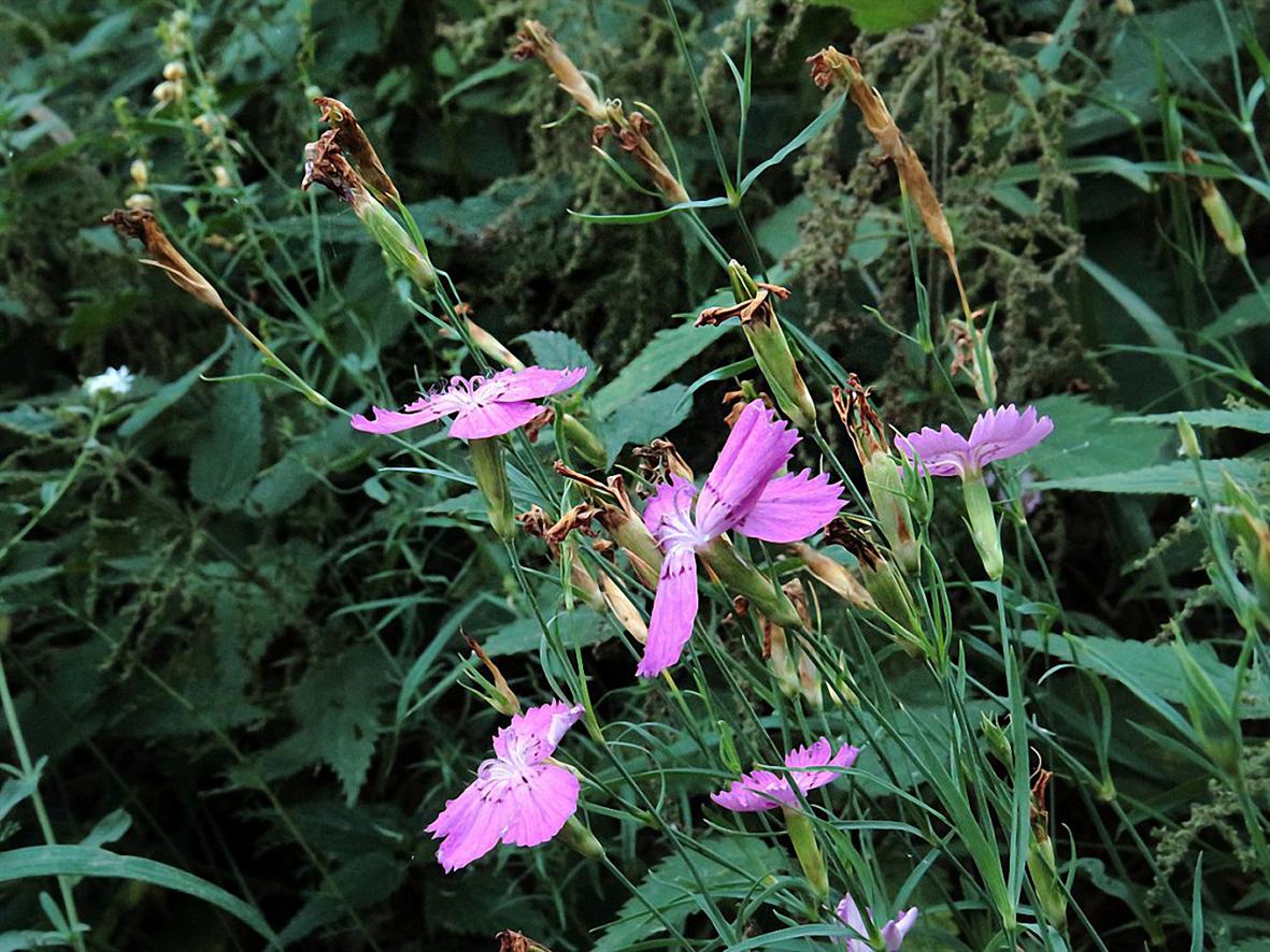 Image of Dianthus fischeri specimen.