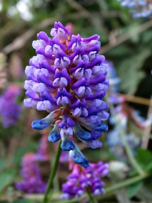 Image of Vicia amurensis specimen.