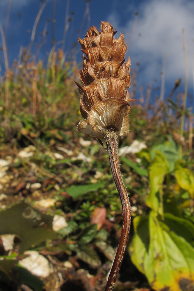 Image of Prunella grandiflora specimen.