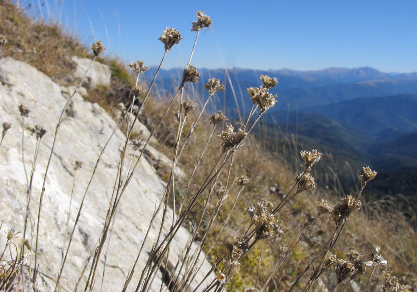 Image of Gypsophila tenuifolia specimen.