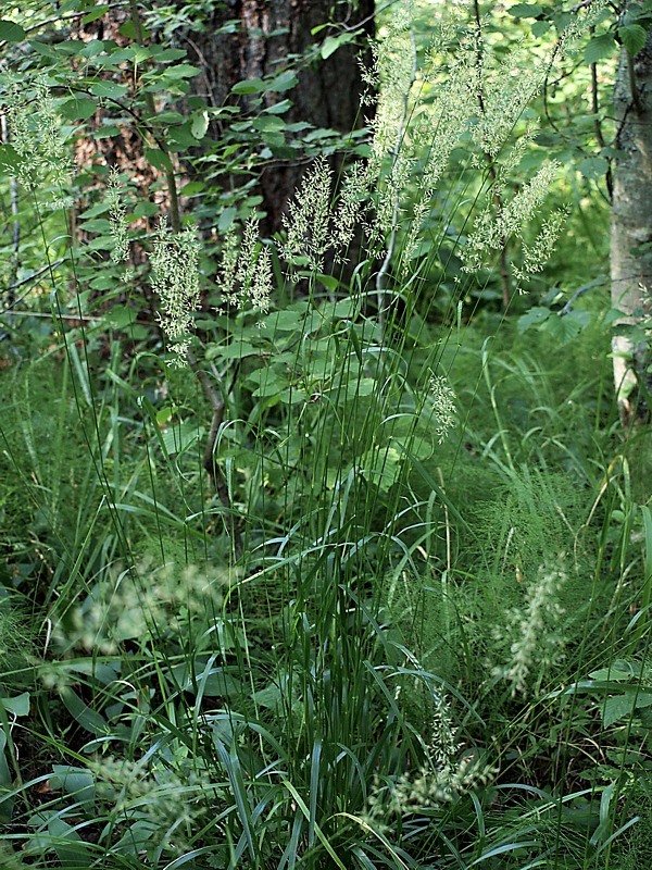 Image of Calamagrostis arundinacea specimen.