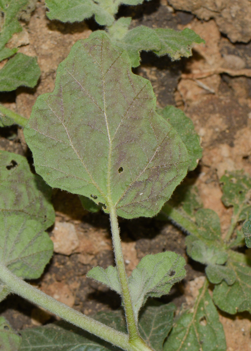 Image of Chrozophora plicata specimen.