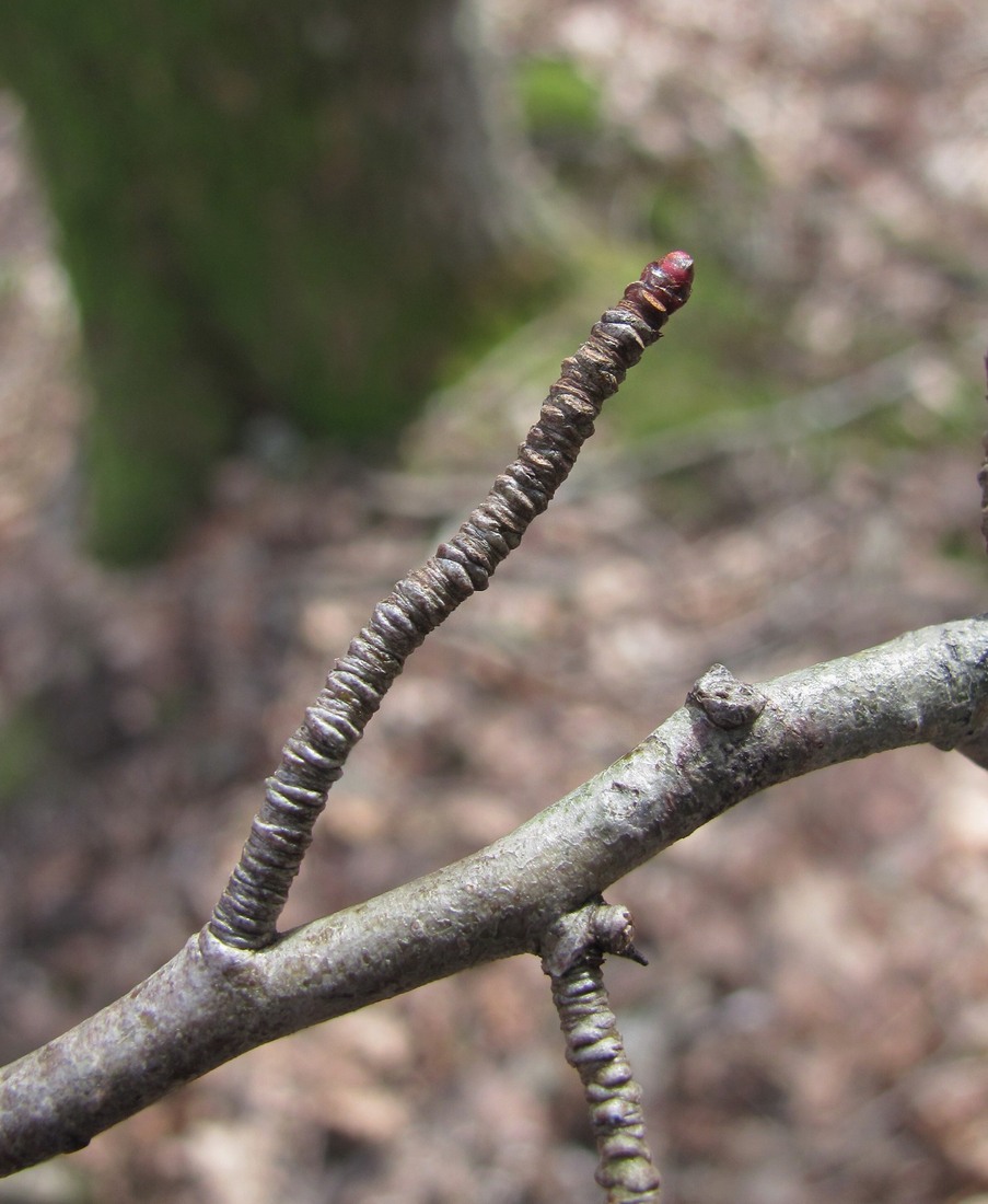 Изображение особи род Crataegus.