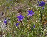 Смотреть изображение Campanula turczaninovii