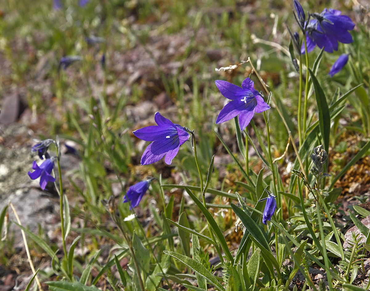 Изображение особи Campanula turczaninovii.