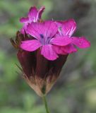 род Dianthus