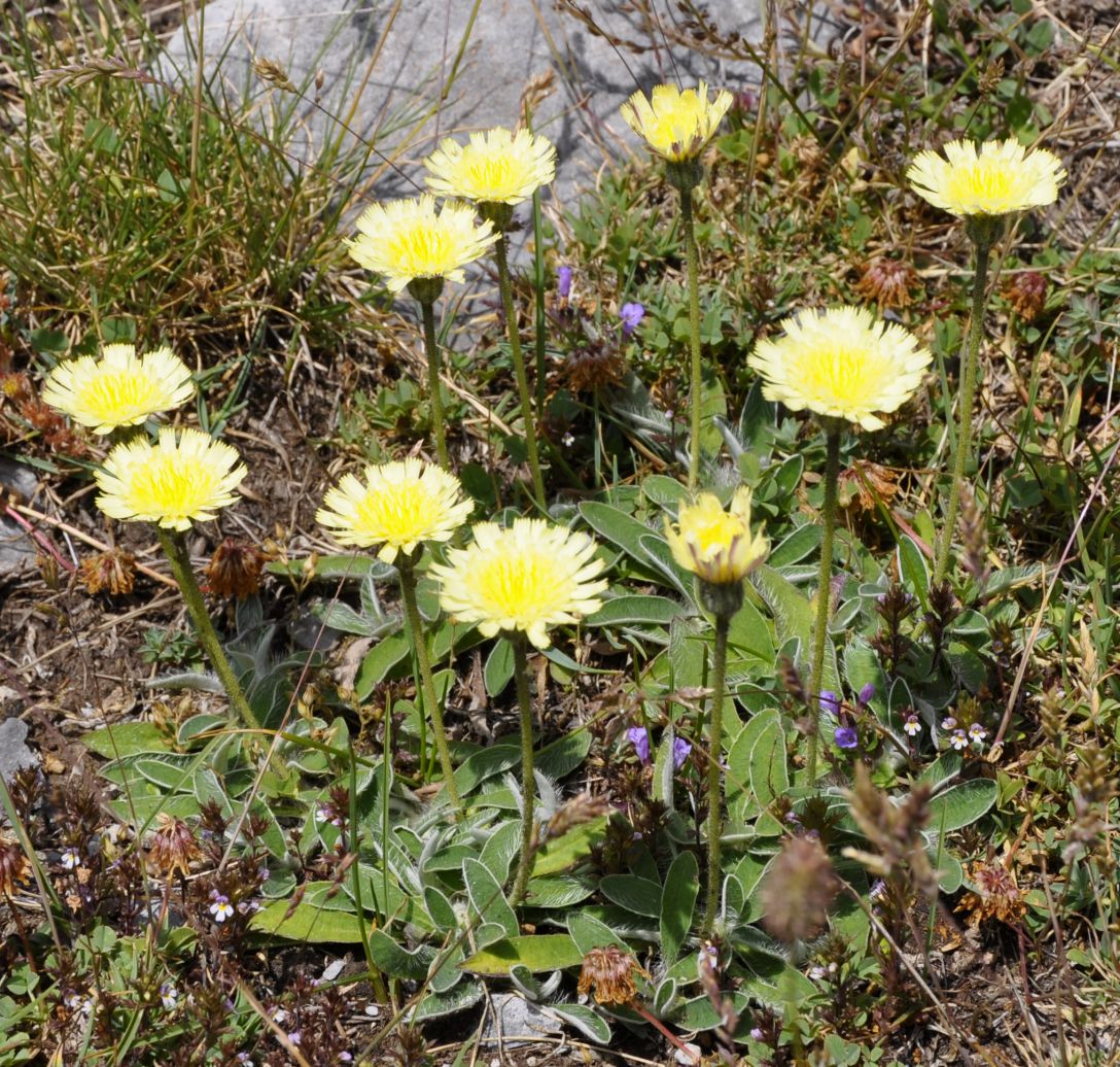 Изображение особи Pilosella pilisquama.