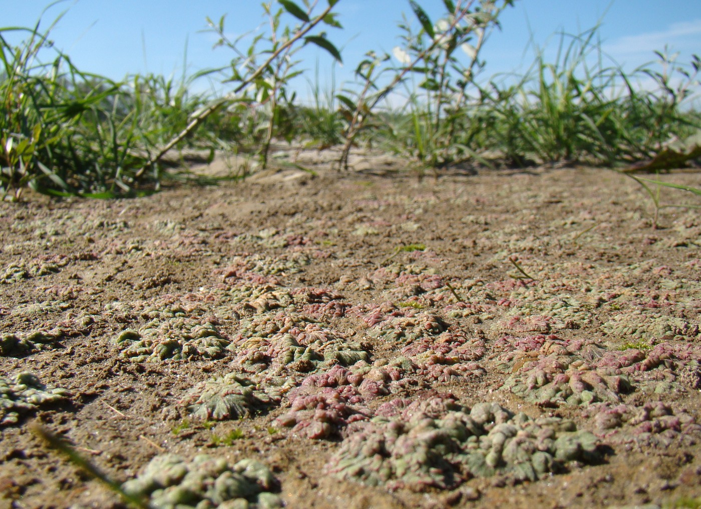 Image of Riccia frostii specimen.