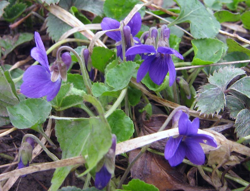 Image of Viola odorata specimen.