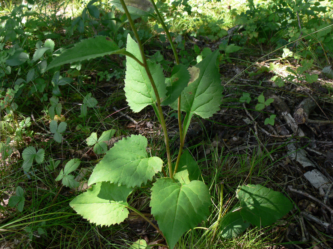 Изображение особи Doellingeria scabra.