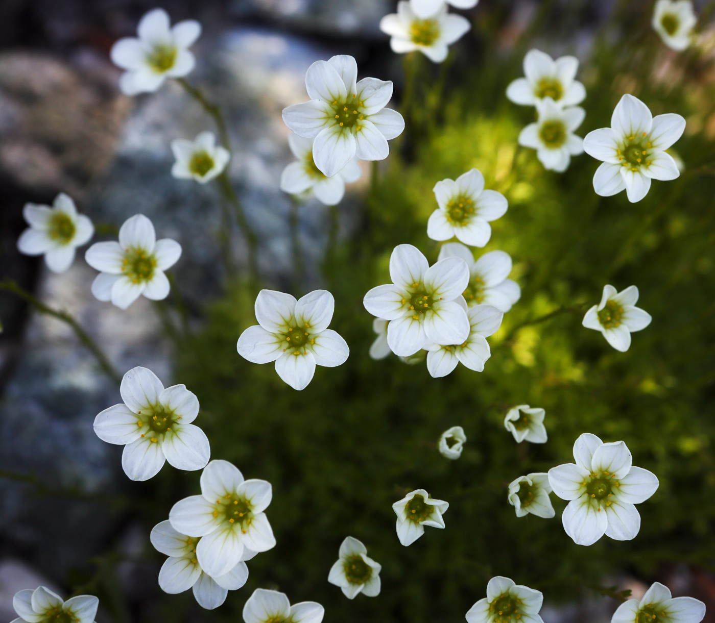 Изображение особи Saxifraga &times; arendsii.