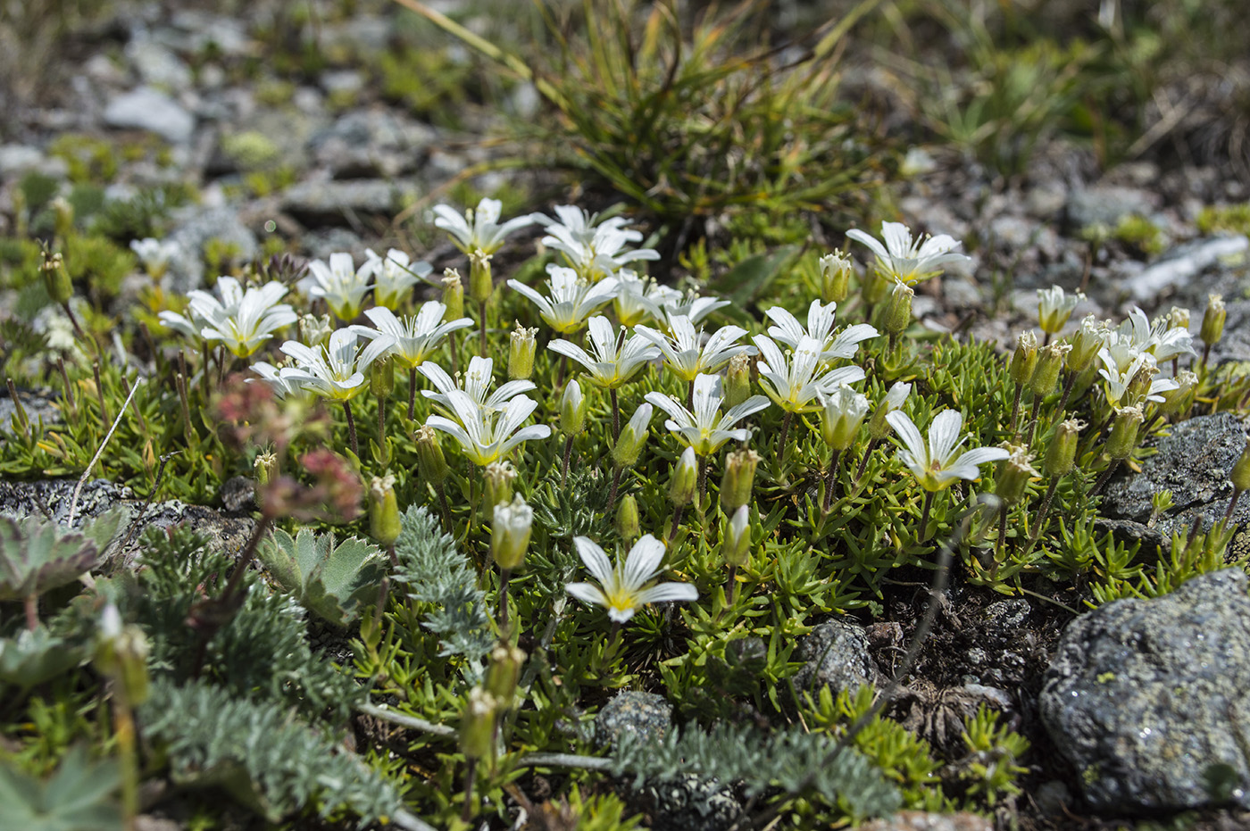 Изображение особи Minuartia imbricata.