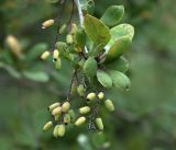 Berberis vulgaris. Ветвь с созревающими плодами. Московская обл., Раменский р-н, окр. дер. Хрипань, садовый участок. 29.08.2017.