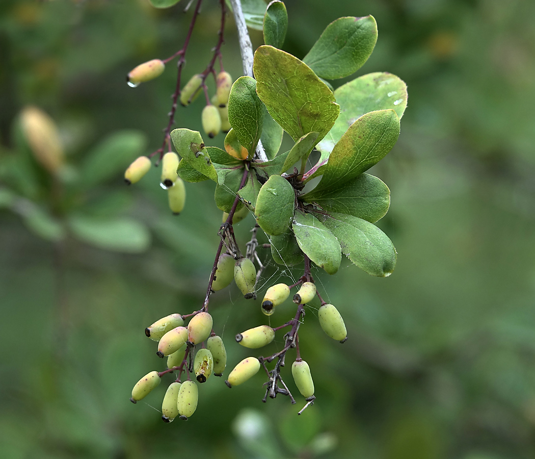 Изображение особи Berberis vulgaris.