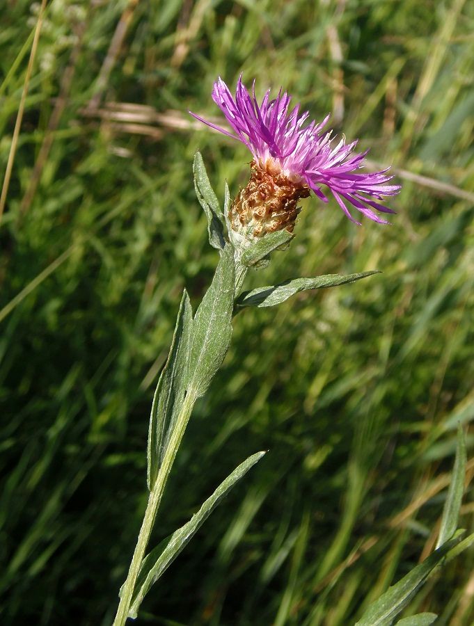 Image of Centaurea jacea ssp. substituta specimen.