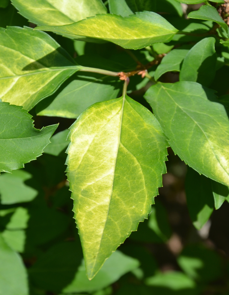 Image of Forsythia ovata specimen.