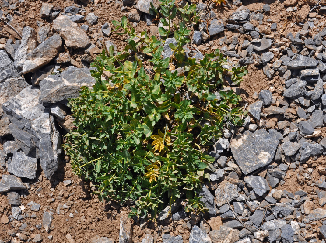 Image of Euphorbia sarawschanica specimen.