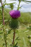 Cirsium vulgare. Часть побега с соцветием. Пермский край, Кунгурский р-н, Ленское сельское поселение, окр. дер. Веслянка, долина р. Ирень, луг. 23 июля 2017 г.