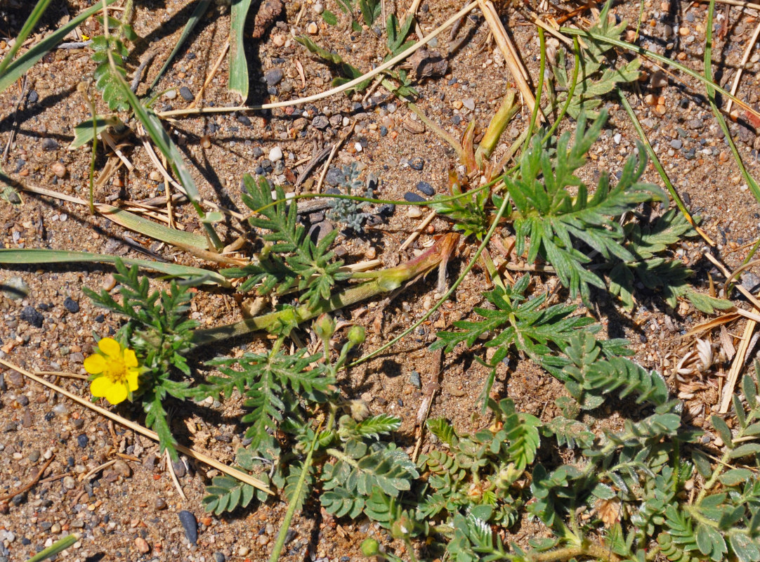 Image of Potentilla tergemina specimen.