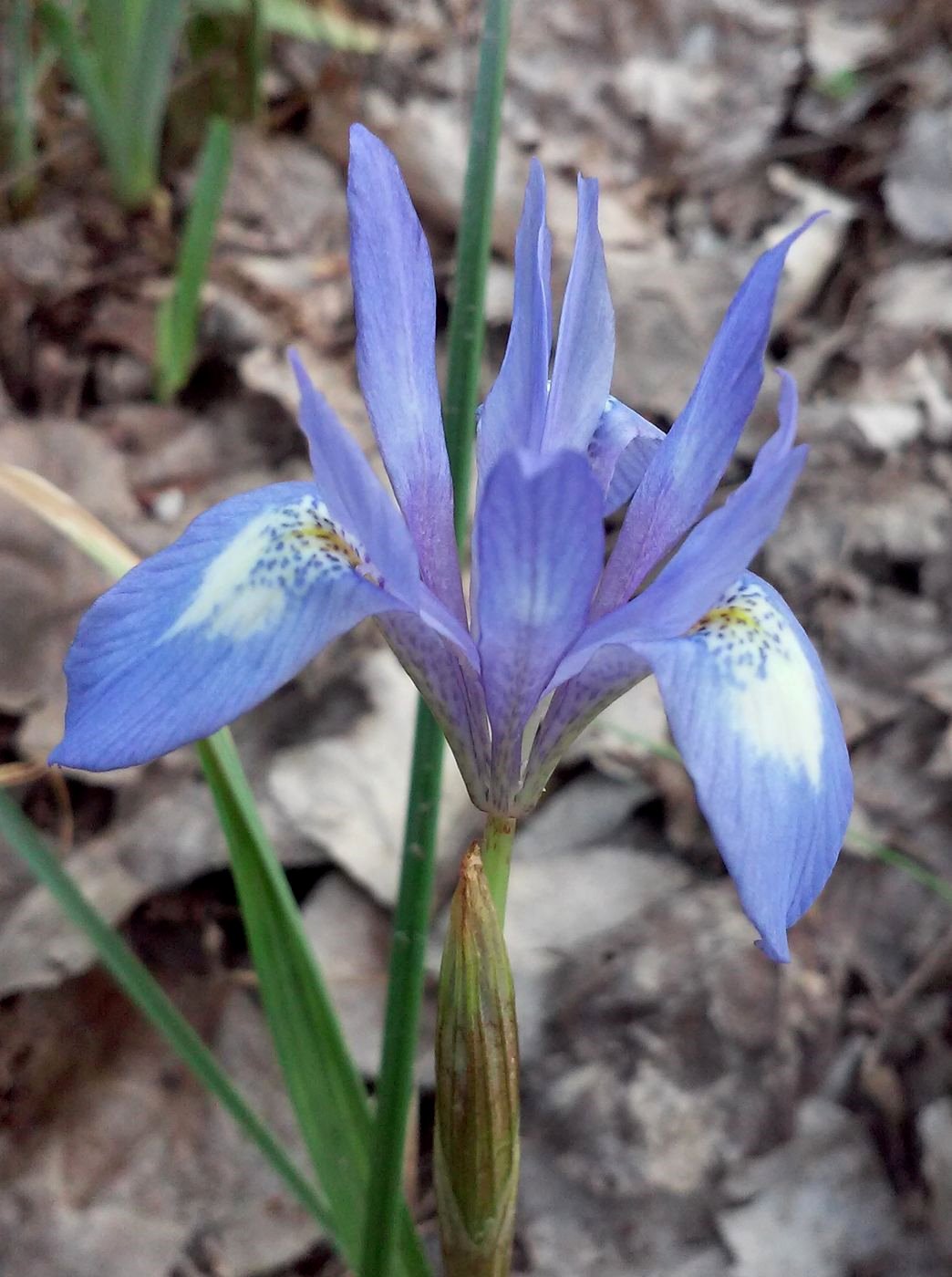 Изображение особи Moraea sisyrinchium.