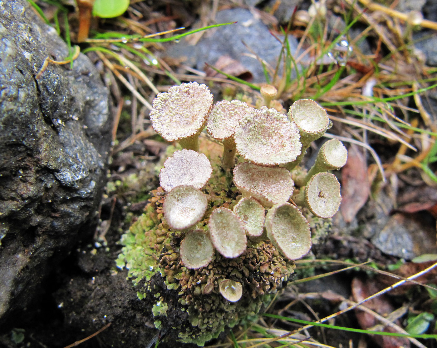 Image of genus Cladonia specimen.