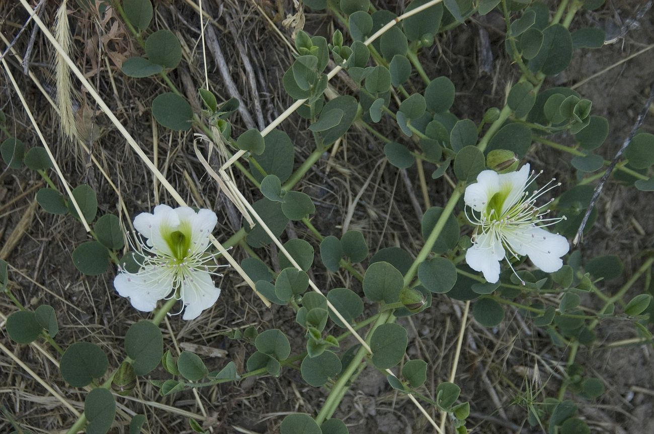 Image of Capparis herbacea specimen.