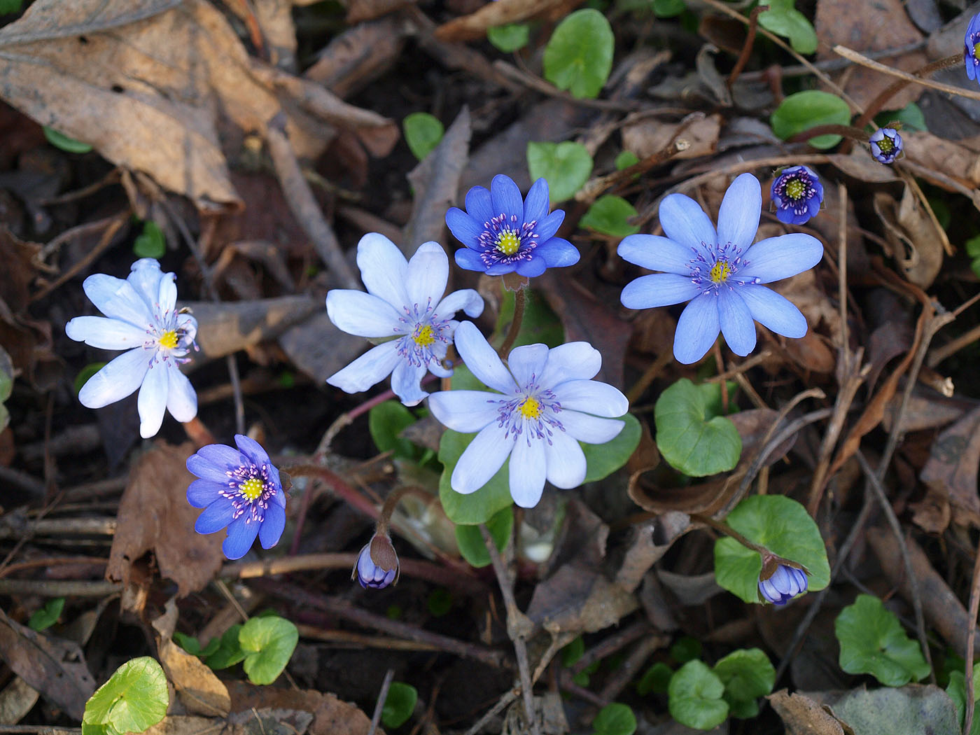 Изображение особи Hepatica transsilvanica.