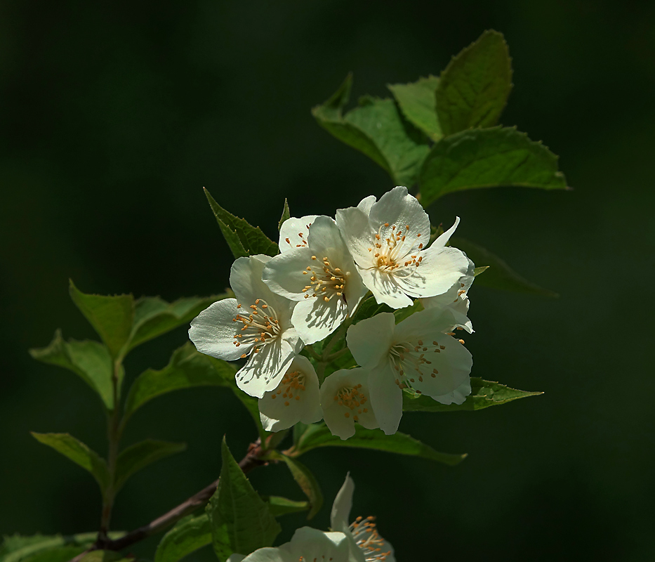 Изображение особи род Philadelphus.