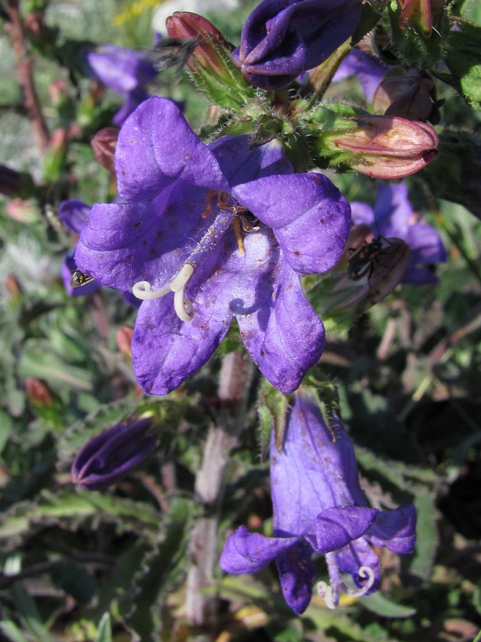 Изображение особи Campanula charkeviczii.